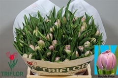 Tulip Double Double Price 35cm 33gr.