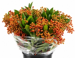 Photinia X Fraseri Red Robin 50cm