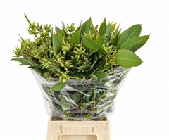 Eucalyptus Robusta Juveniel 70cm 300gr.