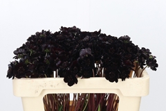 Cosmos Atrosanguineus Black Beauty 50cm