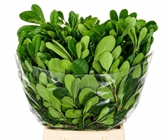 Pittosporum Tobira Per Bunch 55cm 200gr.