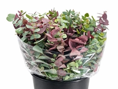 Eucalyptus Stuartiana Autunno Absorbed Per Bunch 50cm 200gr.