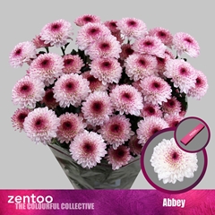 Chrysanth Spray Abbey 70cm 70gr.