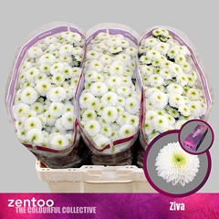 Chrysanth Santini Ziva 55cm 44gr.