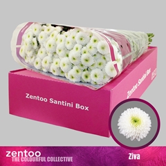 Chrysanth Santini Ziva 55cm 44gr.