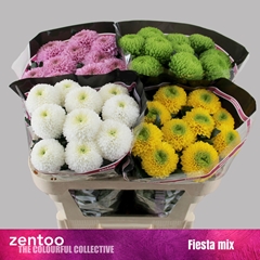 Chrysanth Single Mix 70cm 80gr.