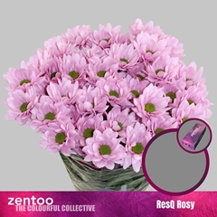 Chrysanth Spray ResQ Rosy 70cm 80gr.