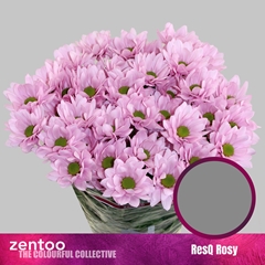 Chrysanth Spray ResQ Rosy 70cm 80gr.