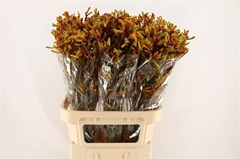 Anigozanthos Gold Fever 80cm