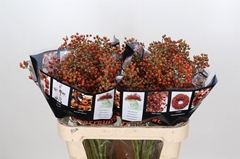 Rosa Autumn Rosefruits 80cm