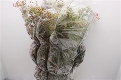 Rosa Corallo 100cm