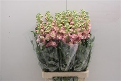 Matthiola Lucinda Red