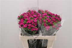 Dianthus Barb Neon Cher 55cm