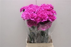 Dianthus Single Farida 70cm