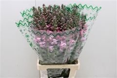 Antirrhinum Potomac Lavender 75cm