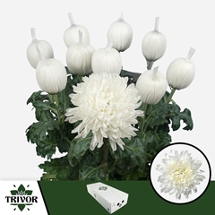 Chrysanth Single Antonov 70cm 80gr.