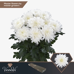 Chrysanth Single Undercover 70cm 85gr.