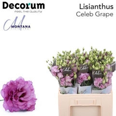 Eustoma Double Celeb Grape 60cm
