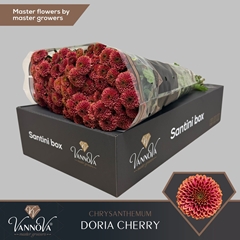 Chrysanth Santini Doria Cherry 55cm 52gr.