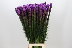 Liatris Callilepis 90cm