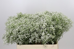 Gypsophila Paniculata Zinzi Discovery 60cm 15gr.