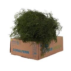 Gleichenia Dicarpa 15cm