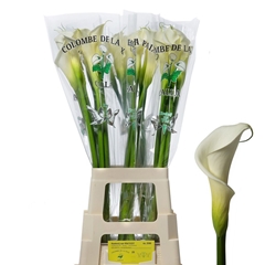 Zantedeschia Aethiopica Colombe De La Paix 80cm