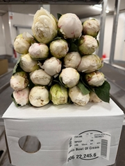 Paeonia Bowl Of Cream 55cm