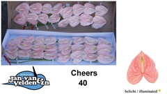 Anthurium Cheers 11cm Hd