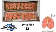 Anthurium Evita Pink 11cm Hd
