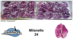 Anthurium Milanello 11cm Hd