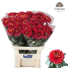 Chrysanth Single Tusca 80cm 85gr.