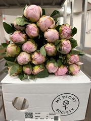 Paeonia Florence Nicholls 45cm