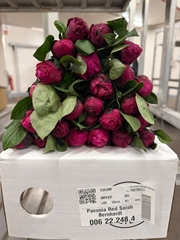 Paeonia Red Sarah Bernhardt 50cm