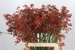 Rosa Autumn Rosefruits 90cm