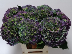 Hydrangea Royal Parade Classic 60cm 18-20cm Hd