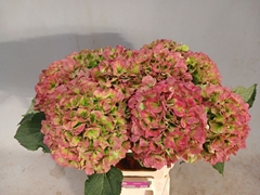 Hydrangea Verena Classic 60cm 19-21cm Hd