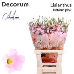 Eustoma Single Botanic Pink 70cm
