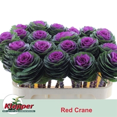 Brassica Red Crane 70cm