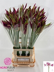 Nerine Alexandra 70cm
