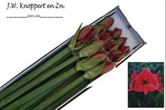Hippeastrum Hercules 75cm