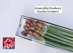 Hippeastrum Gervase 75cm