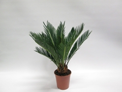 Cycas Revoluta 12Ø 40cm