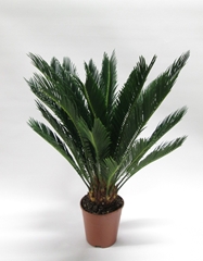 Cycas Revoluta 14Ø 55cm