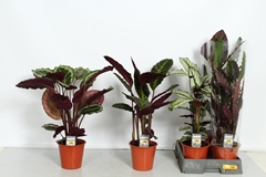 Calathea Mix 19Ø 80cm