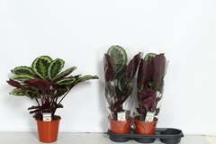 Calathea Shistar 19Ø 65cm