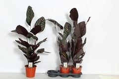 Calathea Sanderiana 19Ø 110cm