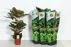 Calathea Makoyana 17Ø 80cm