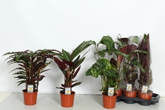 Calathea Mixed 4 Varietys 17Ø 60cm