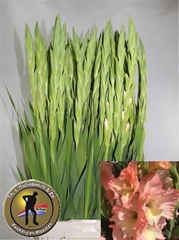 Gladiolus Careless 110cm 200gr.